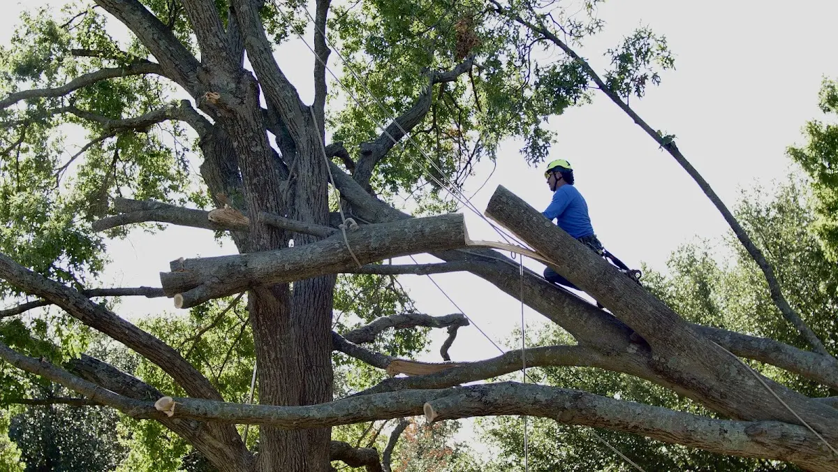 Professional Hazardous Tree Removal performed by certified arborists in Towson